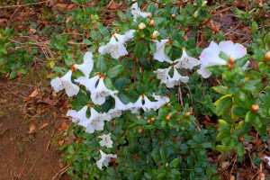 RHODODENDRON moupinense