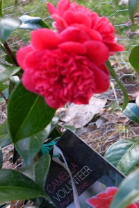 CAMELLIA 'Volunteer'