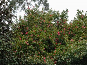 CAMELLIA 'Mary Williams'