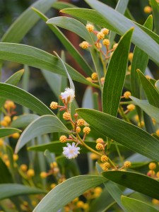 ACACIA dealbata