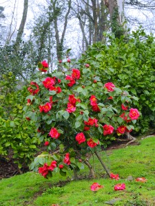 Camellia 'Royalty'