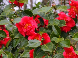 Camellia 'Royalty' - Close up