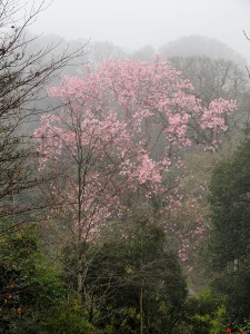 MAGNOLIA campbellii in mist