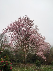 MAGNOLIA mollicomata seedling