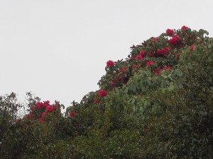 RHODODENDRON delavayi