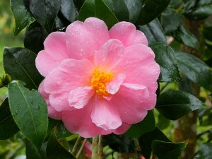 CAMELLIA Pink Icicle