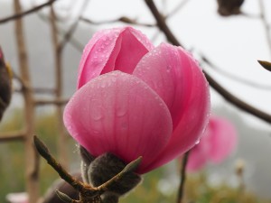 MAGNOLIA Caerhays Belle