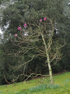 MAGNOLIA Lanarth