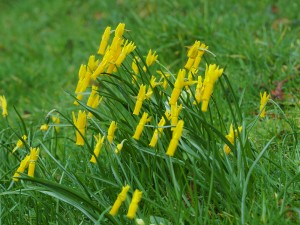 NARCISSUS cyclamineus