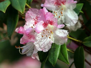 RHODODENDRON Bo Peep PINK form