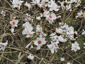 MAGNOLIA Burncoose White