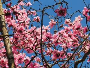 MAGNOLIA Delia Williams