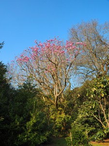 MAGNOLIA Mary Williams