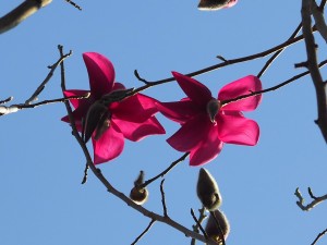 MAGNOLIA campbellii molicomata Lanarth