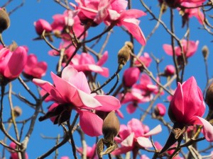 MAGNOLIA sargentiana robusta Lanarth