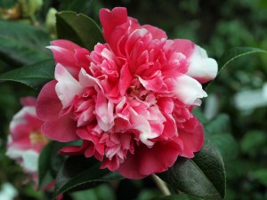 CAMELLIA 'Anticipation Variagated'