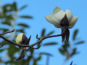 New Zeland Magnolia campbellii ALBA