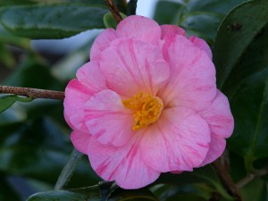 CAMELLIA Monica Dance