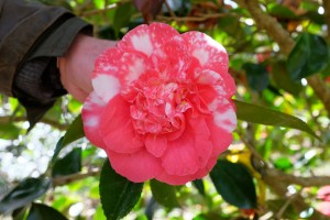 Camellia ‘R L Wheeler’