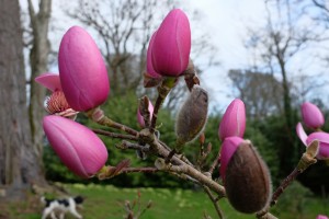 The New Zealand Magnolia ‘Brixton Belle’