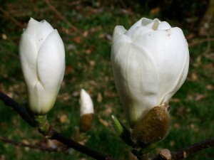 Magnolia denudata ‘Dubbel’