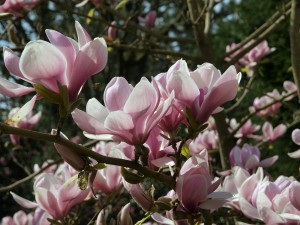 Magnolia denudata ‘Forrest Pink’