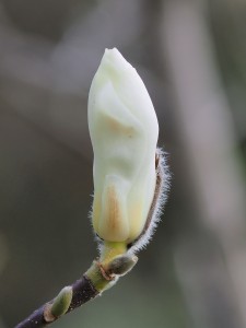 Magnolia denudata ‘Gere’