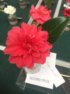 Camellia 'Mark Allen' Second Prize