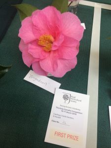 Camellia 'Brigadoon' First Prize