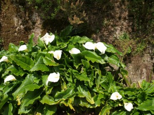 Arum lilies 1