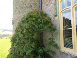 Euphorbia mellifera 1