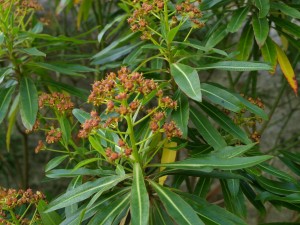 Euphorbia mellifera 2