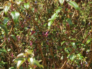 Fuchsia exorticatica