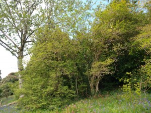 Laurels overhanging Symplocus paniculata