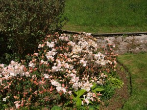 Rhodo fragrantissimum_Lady Alice Fitz 1