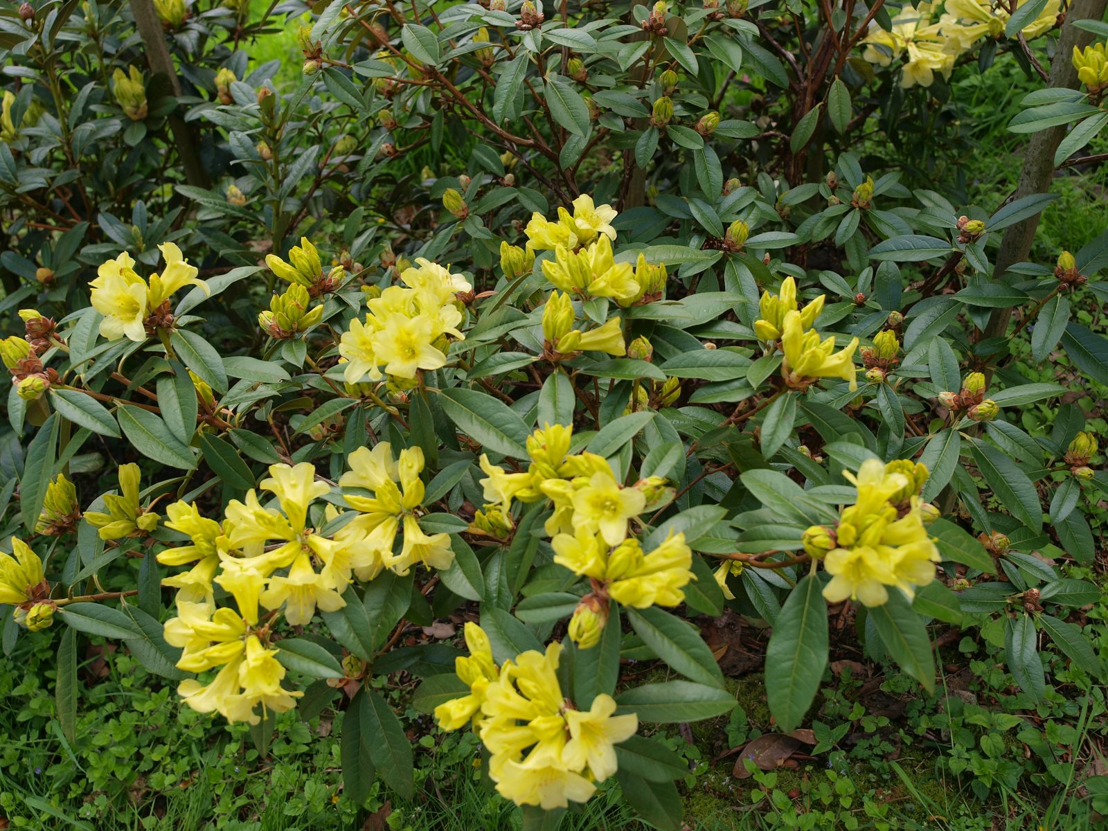 Rhododendron 'Saffron Queen'