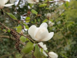 Magnolia 'Phelan Bright'