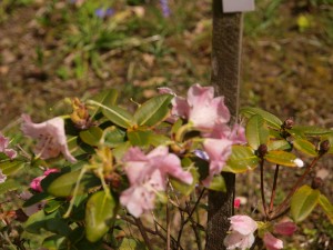 Rhodo martinianum