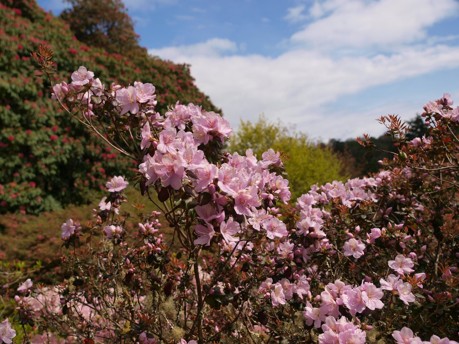 Rhododendron 'Emma Williams'