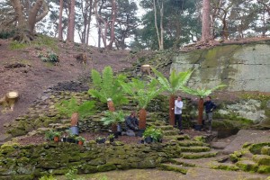 Specimen tree ferns planted