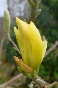 MAGNOLIA Butterflies is nearly out