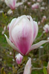 MAGNOLIA Soulangeana 02