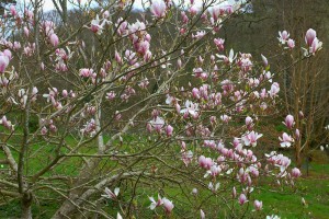 MAGNOLIA Soulangeana CHW