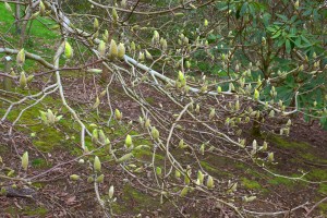 MAGNOLIA Yellow bird