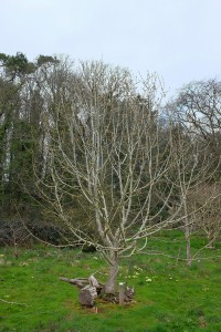 Magnolia mollicomata ‘Sidbury’