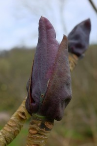 MAGNOLIA officialis BILBOA CHW