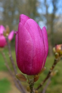 MAGNOLIA 'Cleopatra'