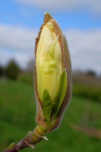 MAGNOLIA 'Petit_Chicon'