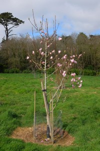 MAGNOLIA 'Plum Pudding' 02