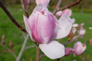 MAGNOLIA 'Plum Pudding'